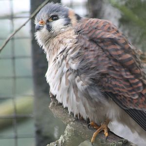 American kestrel