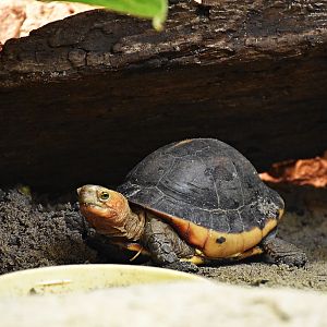 Cuora flavomarginata