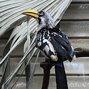 Eastern yellow-billed hornbill
