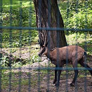Chamois