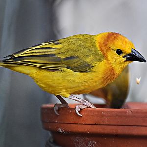 Ploceus castaneiceps