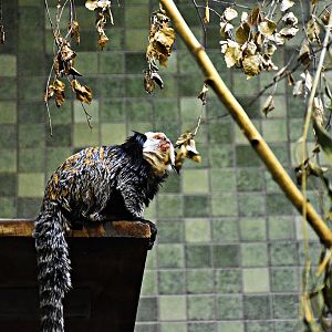 Callithrix geoffroyi