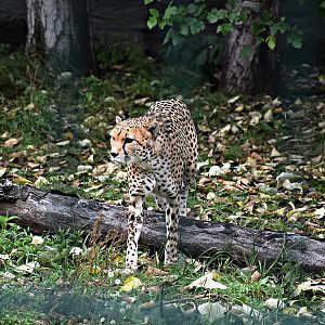 Cheetah