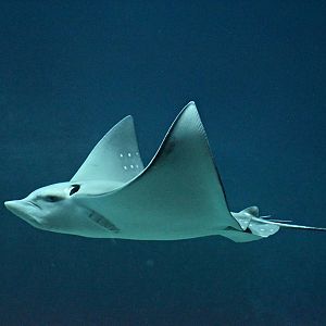 Spotted eagle ray