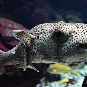 Spot-fin porcupinefish