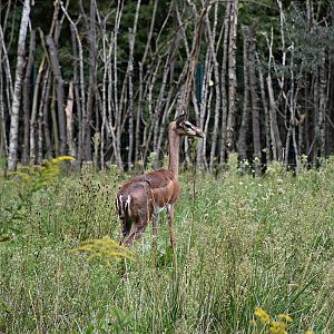 Gerenuk