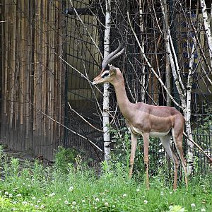 Gerenuk