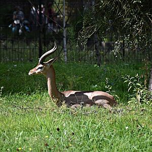 Gerenuk