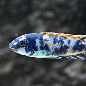 Labeotropheus trewavasae