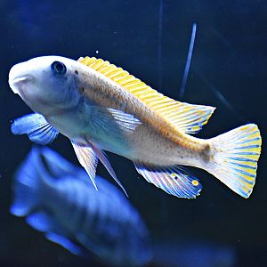 Labeotropheus trewavasae