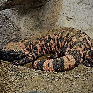 Gila monster