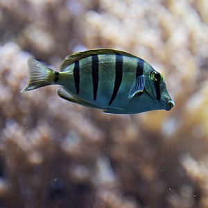 Acanthurus triostegus