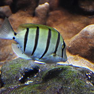 Acanthurus triostegus