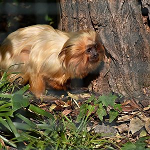 Golden lion tamarin