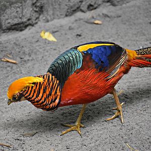 Golden pheasant