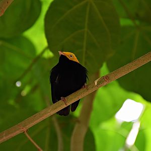 Golden-headed manakin