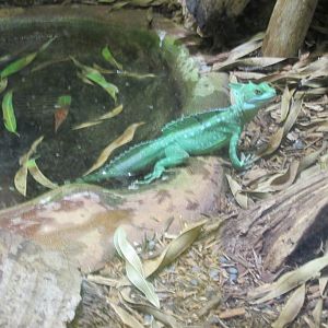 green crested basilisk