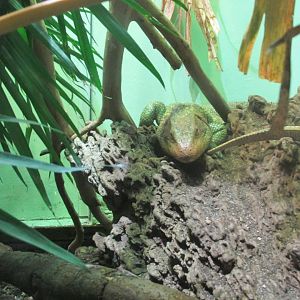 caiman lizard