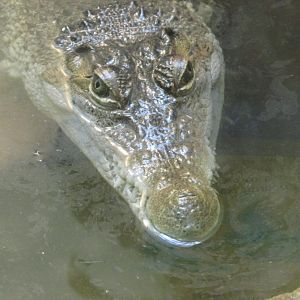 phillipine crocodile