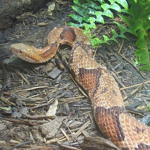 northern copperhead