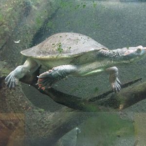 australian big headed turtle