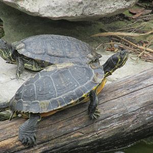 eastern river cooters