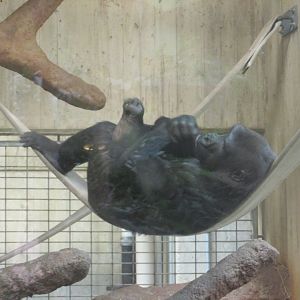 western lowland gorilla