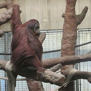 orangutan