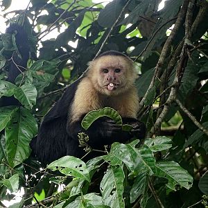 White-headed capuchin