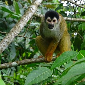 Central-American squirrel monkey