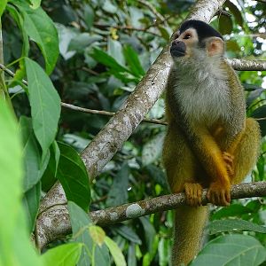 Central-American squirrel monkey