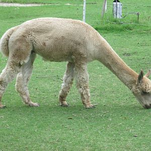 alpaca
