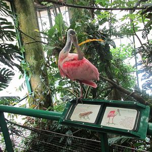 roseate spoonbill