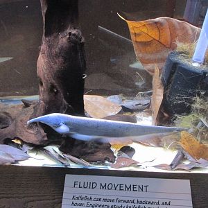 elephant nose knifefish