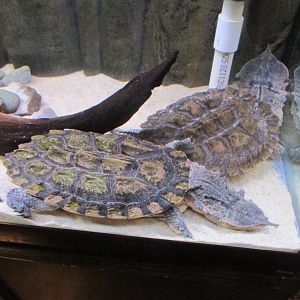 matamata turtles