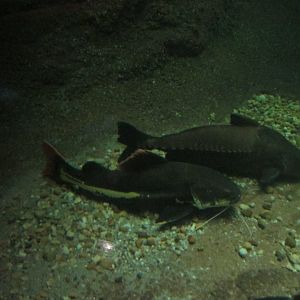 red tailed catfish and armored catfish