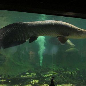 arapaima