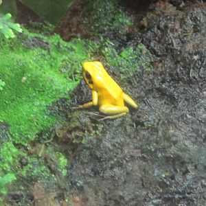 bicolor poison dart frog