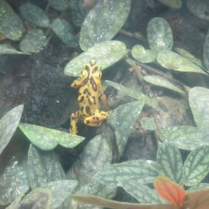 panamanian golden frog