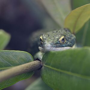 Arboreal alligator lizard