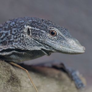 Blue tree monitor
