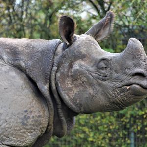 Indian Rhino