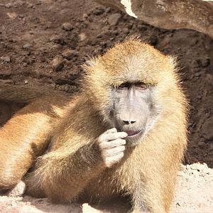 Guinea Baboon
