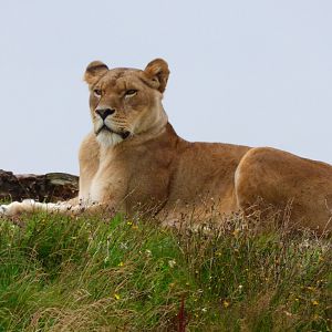 African Lioness