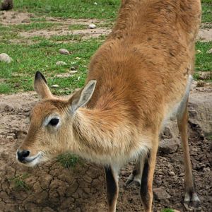 Red Lechwe Female