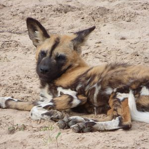 African Wild dog