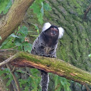 Common Marmoset