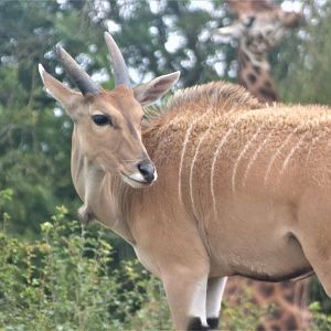 Common Eland