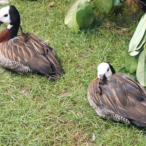 White-faced whistling ducks
