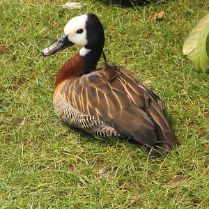 White-faced whistling duck